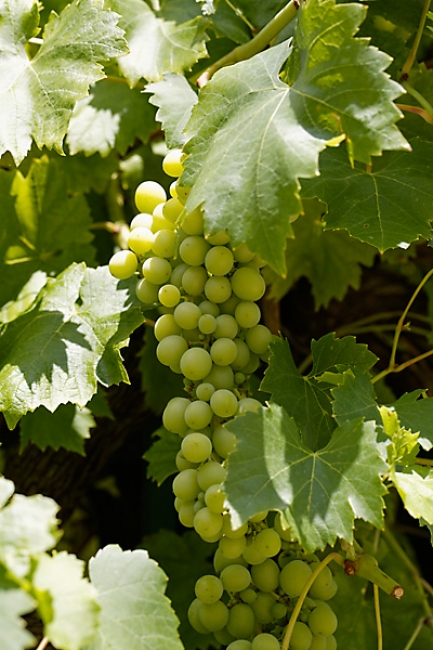 Jardin des Impressionnistes-092